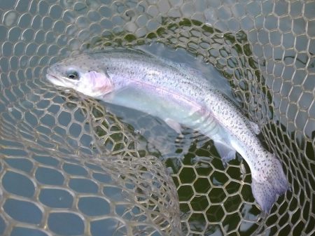 大安トラウトレイク 釣果